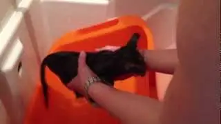 Felpa 06 - Little cat has a bath and smells like strawberry! Cute!