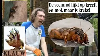 Animalia - Veenmol krabt met horrorklauwen in arm...