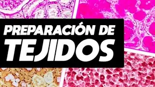 Histologia Microscopia y Técnicas  Clase 1 (parte 2)