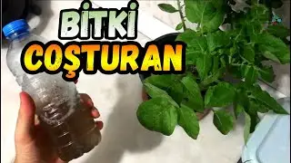 Easy Plant Stimulant Making / Liquid Fertilizer