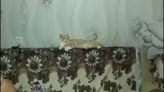 ух наконец видео (хотя это интро)
