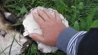 Гигантский шампиньон.