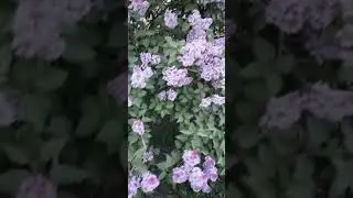 Божественна цветущая сирень, и дух её хмельной разносит ветер...😇😇😇