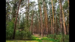 Ленточные боры - какие на самом деле проблемы в уникальных лесах