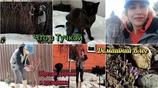 Обрезаю деревья. Состояние Тучки. Буду ли я укрывать свои розы?