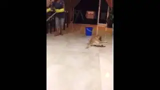 Cute dog slips. Too fucking lazy to get up