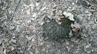 Гуляю, дышу лесным воздухом.