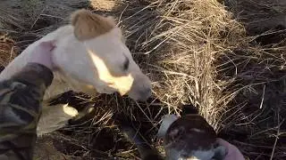 Лабрадор достал утку