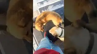 Две Философских Собаки