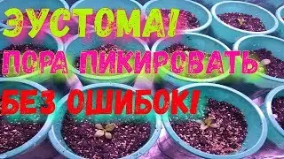 Eustoma! It's time to prune without mistakes!!!! Step 4. Choosing the right soil!!!!👍😉🌹