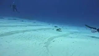 Small Ray