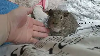 мився, мився і заховавсі #guineapig #морская_свинка