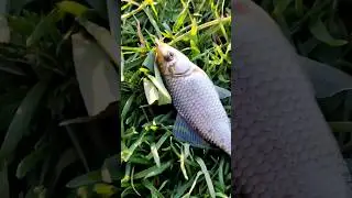 словили КАРАСЯ #fishing #fish #fishingvideo #sports #funny #beauty #belarus #food #love #nature #yt