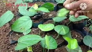 💓ගම්මිරිස් පැළ  තවාන නඩත්තුව💓මාස දෙකේදී කළ යුතුම දේ👍0760209890