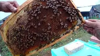 Пчёлы трутовки,исправляем голодом и холодом