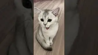 Какая красавица