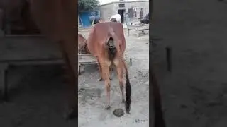 Cow Poop