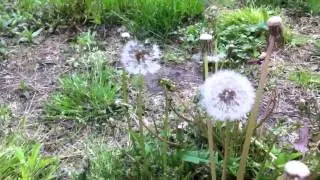 Dandelion blow fail