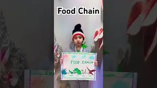 Speech on Food Chain | Explanation of Food Chain for School Presentation | Food Chain