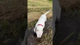My typical Sunday morning 🤷🏼‍♀️ #dogoargentino  ❤️ #metime