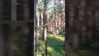 Лес