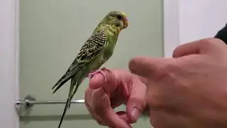 Hand tamed parakeet