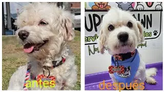 Le voy a cambiar el día a un Perrito 
