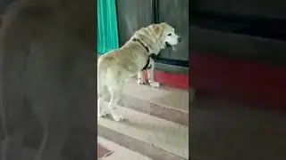 Dog standing outside the door