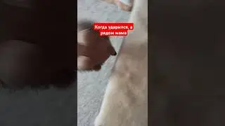 Когда ударился, а рядом мама #юмор #ежик #мем #упал
