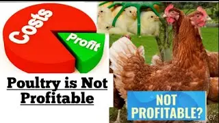 Is Poultry Farming Still Profitable ?