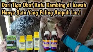 Terbaru Cara Basmi Kutu Kambing || Obat Kutu Kambing