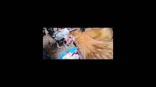 تربية الدجاج