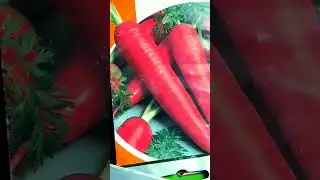 100% всхожесть моркови !   #садогород#посадкаморкови#овощи#природа#ютуб#любовь#труд#садоводство