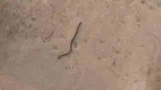 Earthworm out on the walkway #shorts #shortsvideo