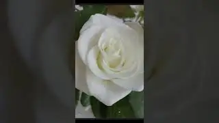 Краса