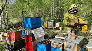 Пчеловодство. Как усилить очень слабый отводок на пасеке #пчёлы #пчеловодство #отводок