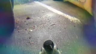 Bird, motherfucker!
