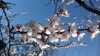 393.16.04.2023.ВиДеОрЯд 109- Абрикосы Алекс Ариф Музыка Эфира 432 Гц.