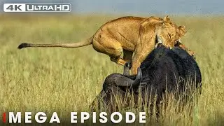 Most Dramatic Moments from the Animal World | 4K UHD | 