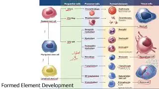 Formed Elements