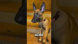 Bébé malinois abandonné ⚠️ #malinois #bebe #abandoned #shorts