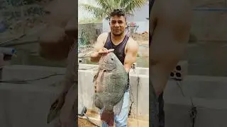 Почему эту рыбу истребляют?