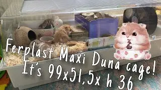 Hamster Ferplast Maxi Duna cage setup! It’s 99x51,5x h 36