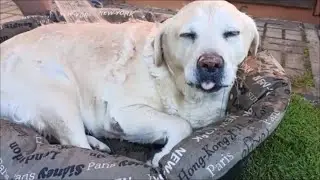 Вероятно, что это самый смешной ролик на канале!