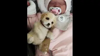 ЖИВОЙ ЩЕНОК, МАКСИМ