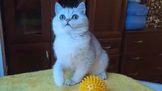 Хуанита Безухов