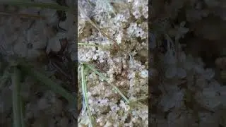 Квас із квітів бузини!!!Дуже корисно!!!@