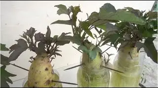 Cara Menumbuhkan ubi Jalar Di botol Aqua Bekas Dengan Mudah