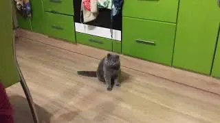 КОТ НАРКОМАН!!!!!! 