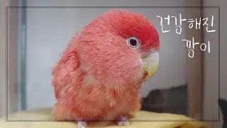 털이 많이 자란 깡이(자막있음)